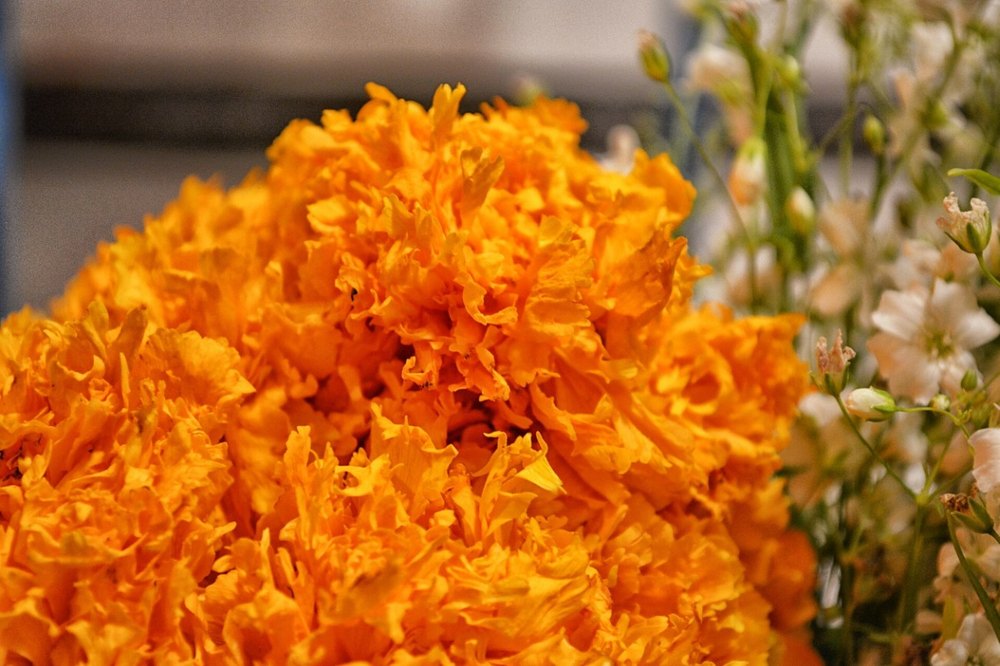 Flores de cempasúchil